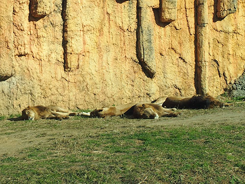 多摩動物公園　ライオン