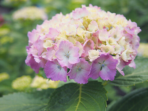 紫陽花[相模原麻溝公園]