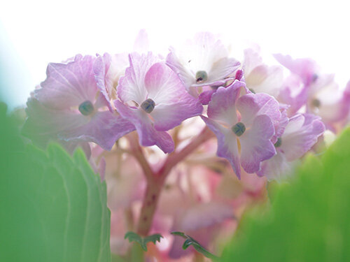 紫陽花[相模原麻溝公園]