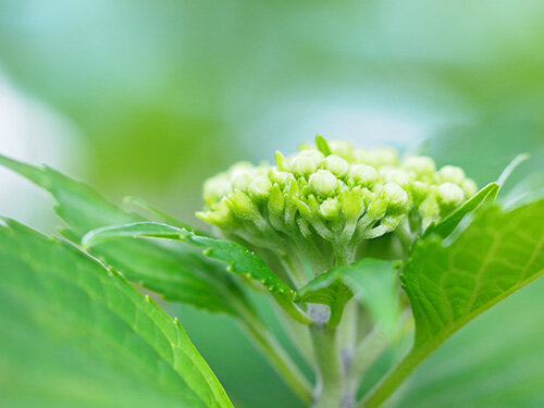 紫陽花[相模原麻溝公園]